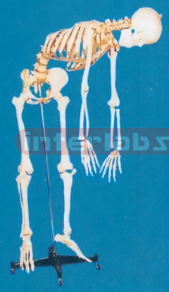 168 CM TALL ADULT MALE CLEAR CARTILAGE, FLEXIBLE SPINE, SKELETON WITH REMOVABLE IRON STAND AND ARM/FOOT AND 3 TEETH DISSECTIBLE.